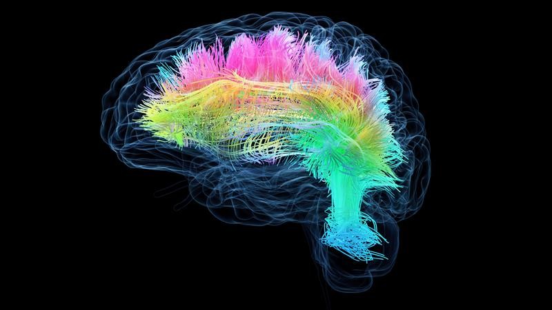 A neon-colored brain