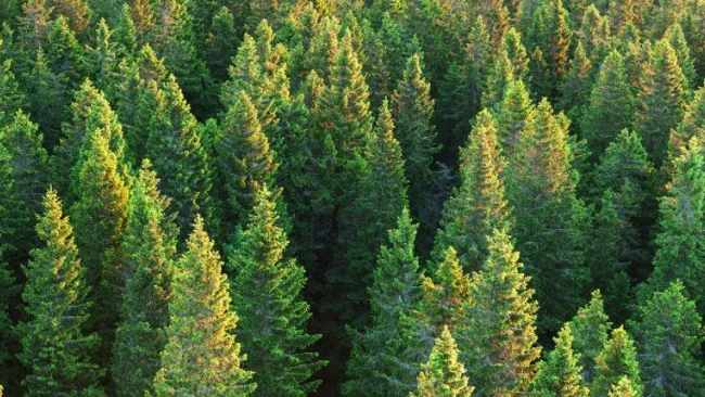 Take an Evergreen Approach to Loyalty Growth