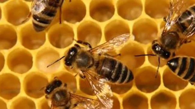 Leadership in the e-Social World